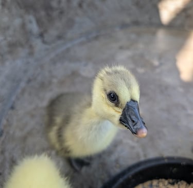 Gosling roaming the orchard near the farm feeding area at Loei Valley
