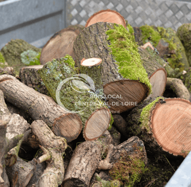 une pile de bûches avec de la mousse qui pousse dessus