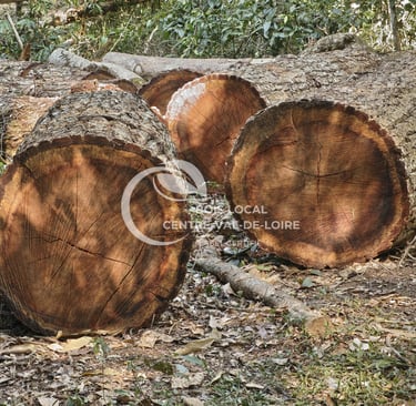 une pile de bûches avec une souche d'arbre en arrière-plan