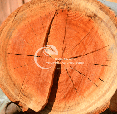 vue zoomée d'un tronc