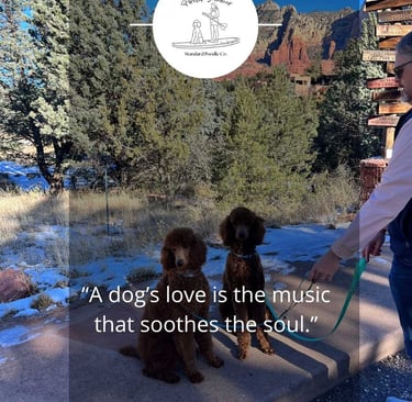 red poodles in Sedona, AZ