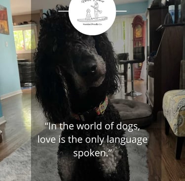 brayford poodle with love text