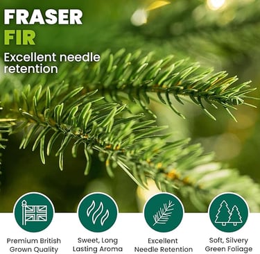 EXcellent needle rention a pine tree with a green and white background