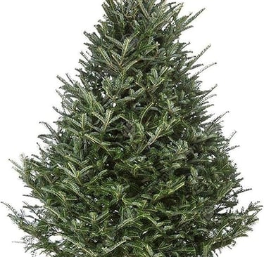 FRAZER FIR , christmas tree with a white background
