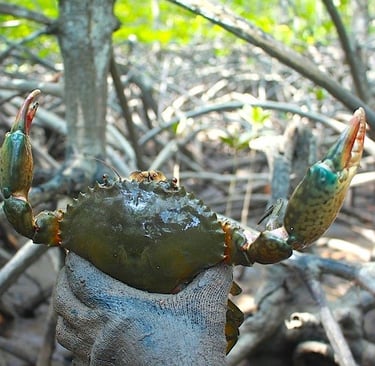 sustainable crab farming