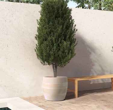 Tall potted topiary tree in a decorative ceramic Olly & Rose planter on a modern patio