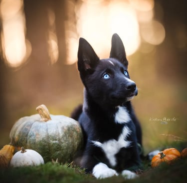 Bild von Nayeli (Hund) neben Kürbis