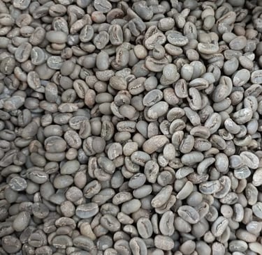 Arabica Indonesia Gayo Wild Luwak – traditionally collected and processed wild beans, herbal and fru