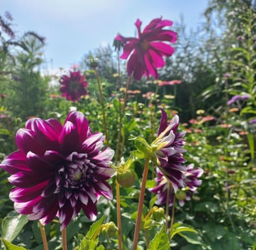 paarse bloemen in de bloementuin van hortus populus