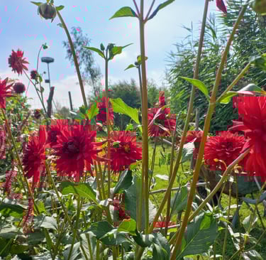 Rode bloemen in de bloementuin van hortus populus