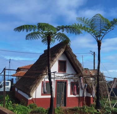 Traditional thatched roof Santana house in Madeira surrounded by tropical fern trees under a blue sky.