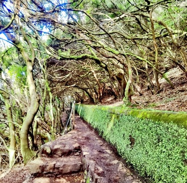 Levadas sentier à Madère