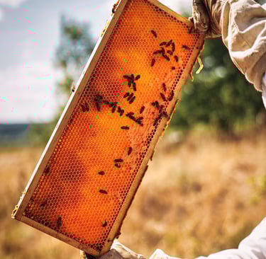 Honigwabe mit darauf sitzende Bienen
