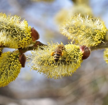 Bienen sind am Pollensammeln am Palmkätzchenstrauch