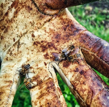 Bienen auf Imkerhandschuh