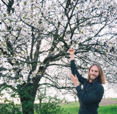 Streuobstwiese mit blühenden Kirschbäumen in der Kirschblütenregion Neusiedler See