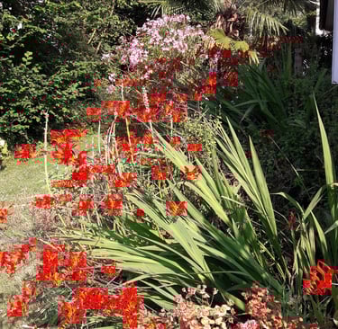 mix-border de jardin avec des fleurs rouge par André Paysage Conseil