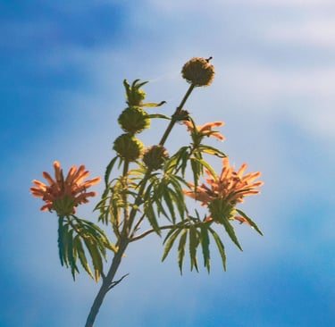 a plant with flowers on a sunny day