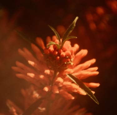 a plant with red berries on a plant