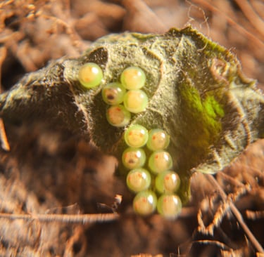 fotografia de una hoja con huevos de insecto