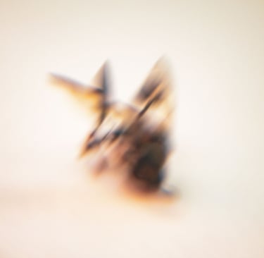 a blurry photo of a bird with a blurry background