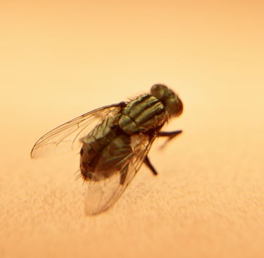a fly - like insect - like insect on a beige background