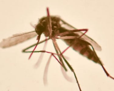 fotografia macro de mosquito