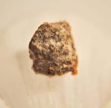 fotografia de moho en una pieza de alimento