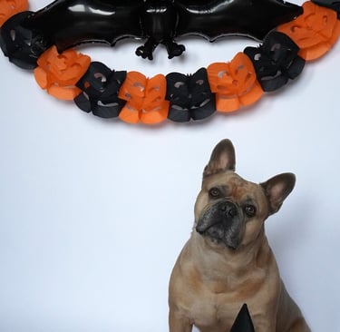 Bulldog Frances Halloween