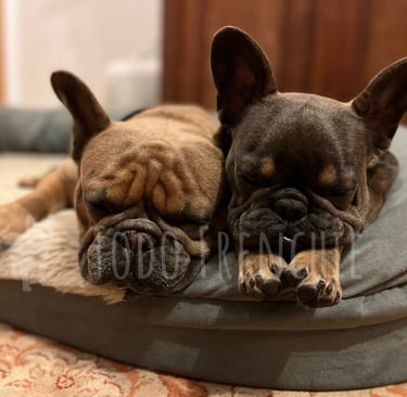 Bulldog Francés Frenchiestories blog 