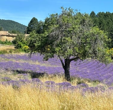 Oliviers au milieu des lavandes