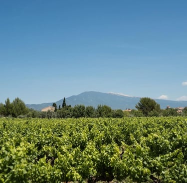 Vue du Mont Ventoux et des Vignes