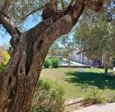 Un vieil olivier à l'écorce noueuse se dresse dans un jardin méditerranéen ensoleillé, avec piscine