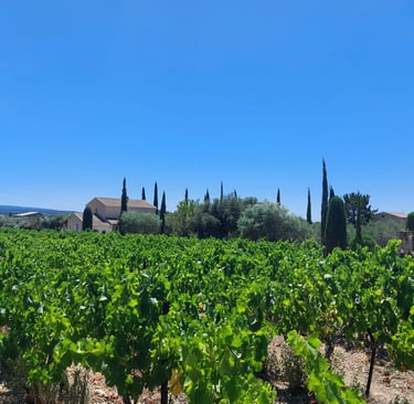 Vignes et Cyprès en Provence