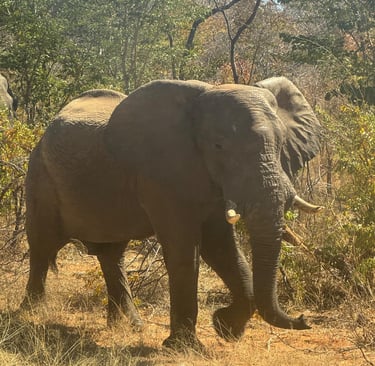 Elefante durante il safari in Botswana.