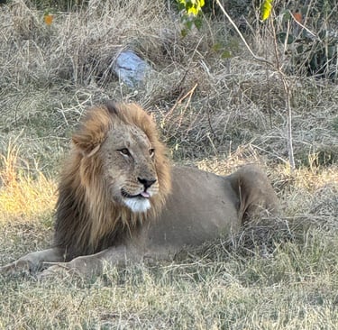 Un leone durante il safari in Botswana.