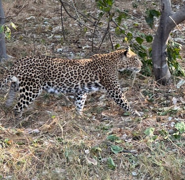 Leopardo avvistato durante il safari in Botswana.
