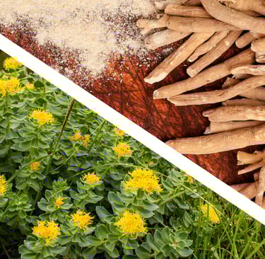 Ashwagandha vs. Rhodiola