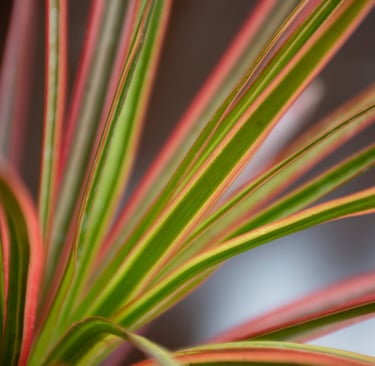 gros plan de feuille de plante dans une lumière douce
