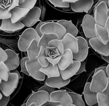 Black & White succulent image for 'The Benefits of Going Virtual' Blog on Virtuscapes website