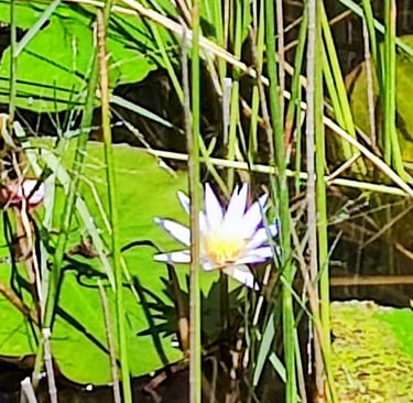 Uma vitória-régia branca florescendo em um lago cercado por grama alta e verde.