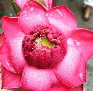 Lotus Flower