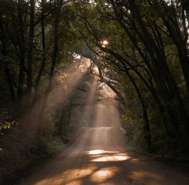 Sentiero immerso in un bosco con raggi di sole che filtrano tra gli alberi, simbolo di introspezione