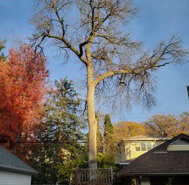 Hazardous tree over powerlines