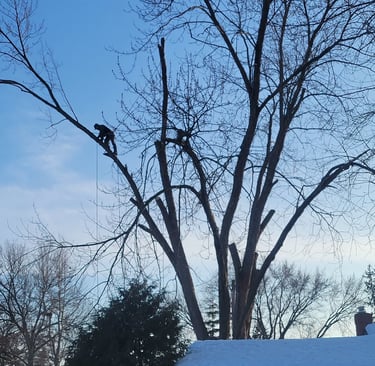 Climbing and removing a silver maple in White Bear Lake.