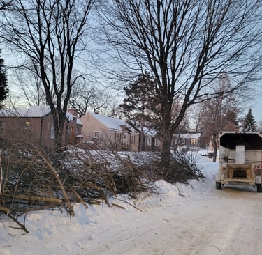 Dying ash removal in South Minneapolis - Nokomis