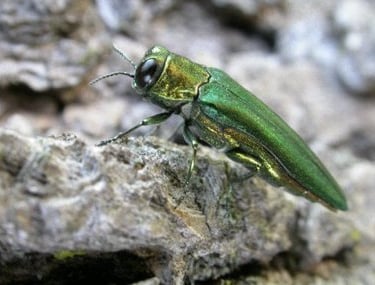 EAB on an ash tree