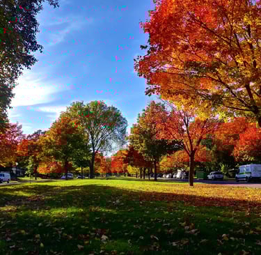 Fall trees in neighborhood