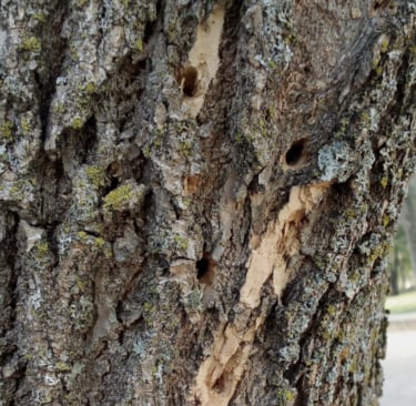 Woodpecker holes on EAB infested Minnesota ash.