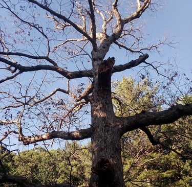 Rotten old oak in Bloomington